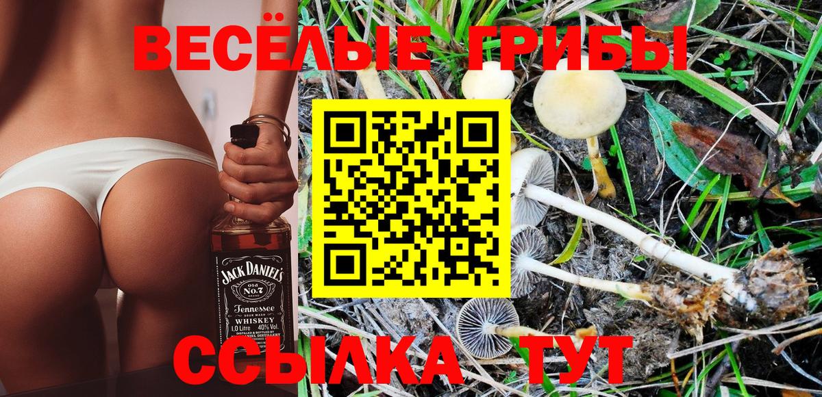 Галлюциногенные грибы Cubensis  Галлюциногенные грибы прущие грибы  Вход с VPN  Сосновый Бор 